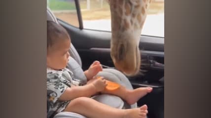 Watch: Giraffe Steals Snack From Baby In Car