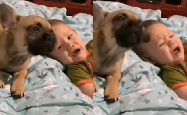 प्यारे पपी ने उतारी रोते हुए बच्चे की नकल, VIDEO देख छूट जाएगी आपकी भी हंसी