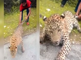 बेजुबान जानवर को बड़ी ही बेरहमी से परेशान करते नजर आए लोग, IAS ने Video शेयर कर लिख दी ऐसी बात बेजुबान जानवर को बड़ी ही बेरहमी से परेशान करते नजर आए लोग, IAS ने Video शेयर कर लिख दी ऐसी बात