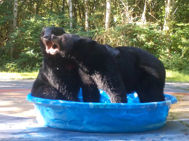 Bear Goes Full Zen After Winning Battle For Kiddie Pool