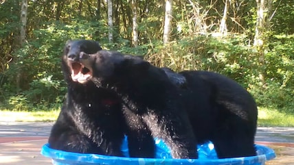 Bear Goes Full Zen After Winning Battle For Kiddie Pool