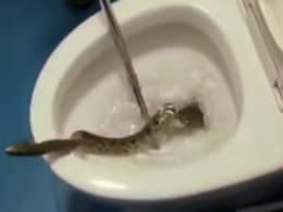 टॉयलेट के पॉट के अंदर से निकल आया खतरनाक सांप, देखकर हालत हो जाएगी खराब! टॉयलेट के पॉट के अंदर से निकल आया खतरनाक सांप, देखकर हालत हो जाएगी खराब!