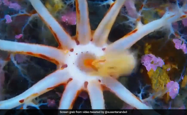 "Scary Stuff": Viral Video Of A Sea Cucumber Eating Leaves Internet Stunned