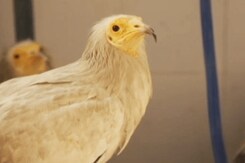 Meet Delhi Brothers On Mission To Save Birds Meet Delhi Brothers On Mission To Save Birds