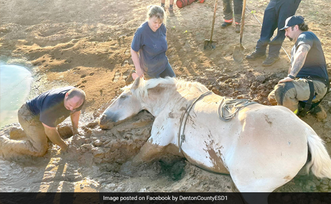 Horse Stuck In Mud Saved By Firefighters In Texas, Internet Heaps Praise