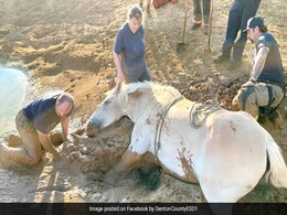 Horse Stuck In Mud Saved By Firefighters In Texas, Internet Heaps Praise Horse Stuck In Mud Saved By Firefighters In Texas, Internet Heaps Praise