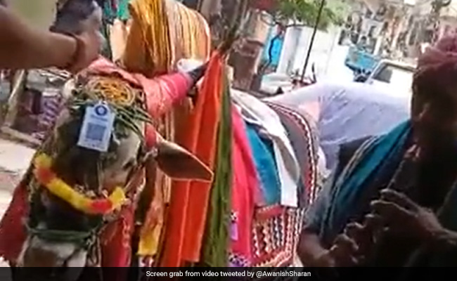 Video: Man Scans QR Code On Cow's Head To Donate Money