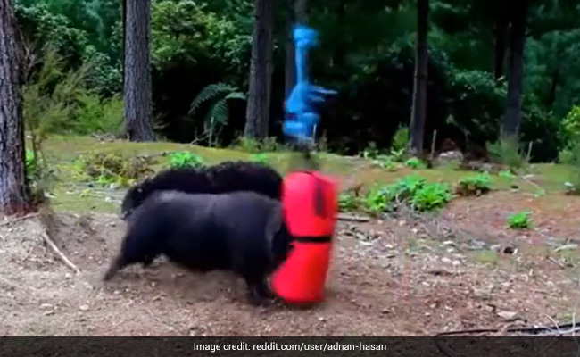 Watch: Video Of Ram vs Punching Bag Goes Viral Again. Have You Seen It Yet?