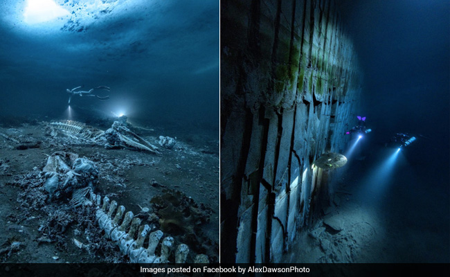 Photographer Shares Stunning Shots Of Whale Graveyard, Wins Scuba Diving Award