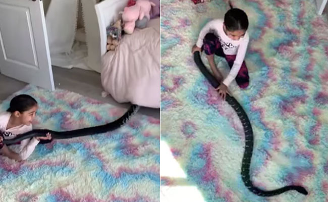 भयानक काले सांप से खेलने की शौकीन है ये बच्ची, Video देख खड़े हो जाएंगे रोंगटे