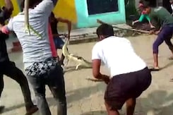 Crocodile Found In UP School, Locked Into Classroom Crocodile Found In UP School, Locked Into Classroom