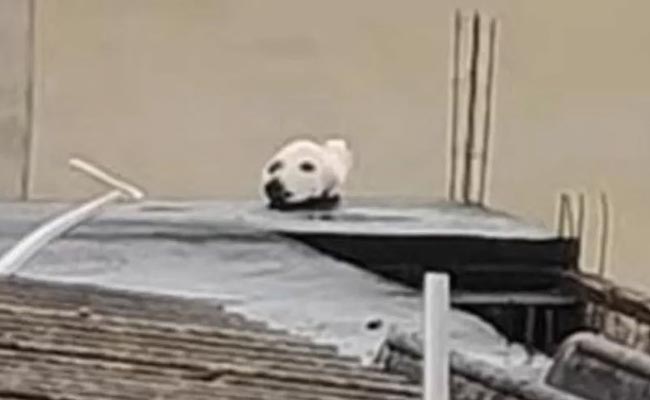 मुंबई में रहें या रहें दिल्ली, बताइए इस तस्वीर में कहां छिपी है बिल्ली, लोग इसे कुत्ता समझ रहे हैं