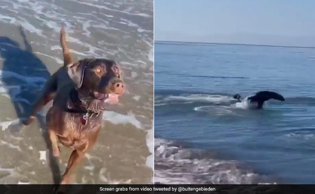 This Video Of A Dog And Seal Playing Fetch At A Beach Is The Best Thing You'll See Today