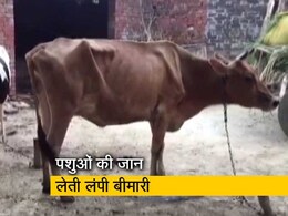 Lumpy Virus: गुजरात समेत इन राज्यों में लंपी वायरस ने मचाया कहर, हजारों गायों की मौत, दफनाने के लिए जगह नहीं Lumpy Virus: गुजरात समेत इन राज्यों में लंपी वायरस ने मचाया कहर, हजारों गायों की मौत, दफनाने के लिए जगह नहीं