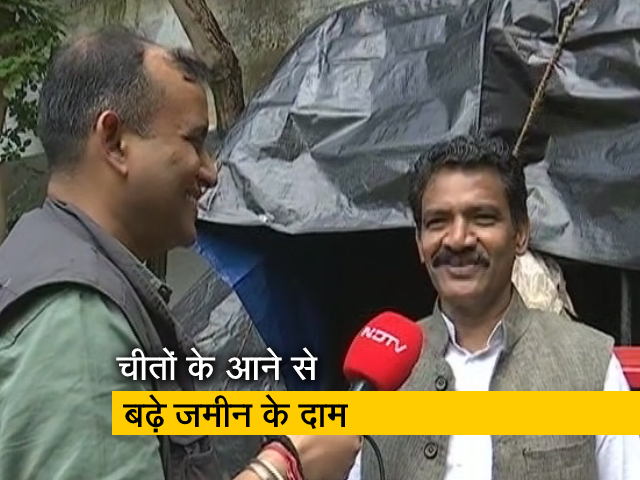 कुनो पार्क में चीतों के आने से बढ़े जमीन के दाम, करीब के गांव में बन रहे है रिजॉ