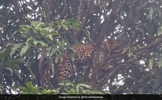 Watch: Leopard's Adventurous Climb Atop Mango Tree Goes Wrong