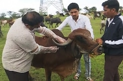 Hilltop Vaccination For Cattle As Lumpy Skin Disease Poses Deadly Threat Hilltop Vaccination For Cattle As Lumpy Skin Disease Poses Deadly Threat