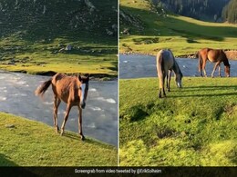 Viral Video: Mesmerising View Of Kashmir's Bangus Valley Leaves Internet Stunned Viral Video: Mesmerising View Of Kashmir's Bangus Valley Leaves Internet Stunned