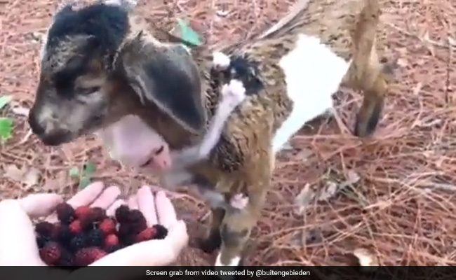 This Video Of Goat And His Little Monkey Friend Eating Berries Is The Cutest Thing On Internet Today