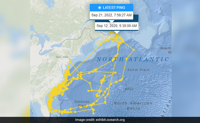 Great White Shark Fitted With GPS Makes A Self-Portrait In Atlantic Ocean