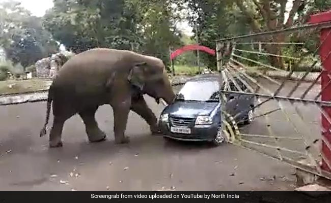 Watch: Elephant Takes A Car For Spin In Search Of Food