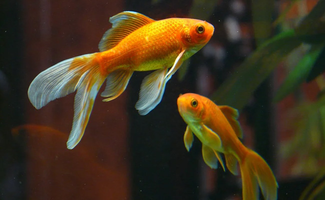 Vastu tips: घर में जरूर रखें ऐसी मूर्तियां, बदलेगी किस्मत और होगी बरकत !