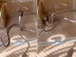 Video:जाल में फंसा किंग कोबरा, अगले ही पल जो हुआ उसे देख बढ़ जाएंगी दिल की धड़कनें! Video:जाल में फंसा किंग कोबरा, अगले ही पल जो हुआ उसे देख बढ़ जाएंगी दिल की धड़कनें!