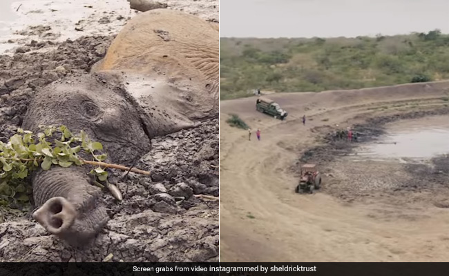 Elephants Stuck In Mud For 2 Days Rescued, "Happy Ending" Gets Thumbs Up From Internet