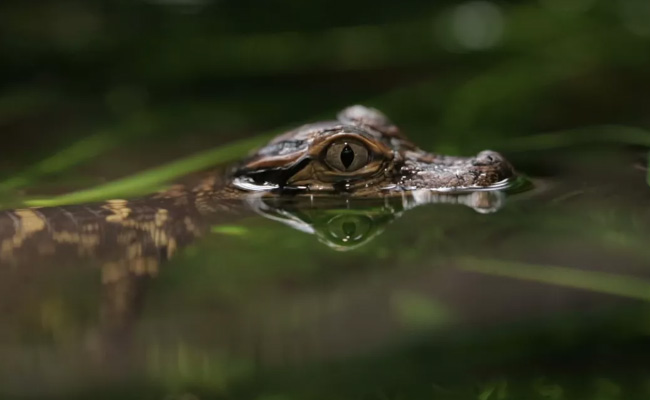 VIDEO: पानी में मगरमच्छ की तरह घात लगाए बैठा था यह जानवर, अचानक कर दिया हमला