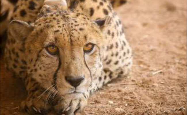 Blog: As 8 Cheetahs Arrive In India, Here's What To Expect