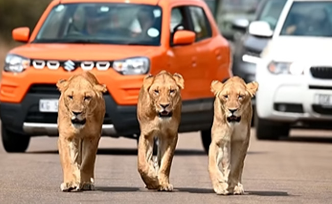 बीच सड़क जाम लगाकर सड़क पर घूमती दिखीं 3 शेरनियां, टूरिस्टों की अटकी सांसें