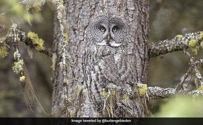 Photo Of Camouflaged Owl Stuns Internet