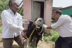 Ground Report: Maharashtra's Race To Vaccinate Cattle Amid Lumpy Skin Disease Outbreak Ground Report: Maharashtra's Race To Vaccinate Cattle Amid Lumpy Skin Disease Outbreak