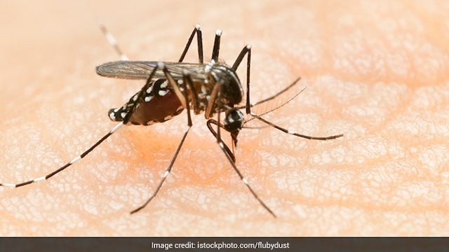 Dengue Day 2024: Severe dengue is also known as dengue hemorrhagic fever