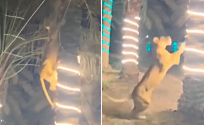 VIDEO: पार्टी में अचानक आ धमकी खूंखार शेरनी, जान बचाने पेड़ पर चढ़ा शख्स