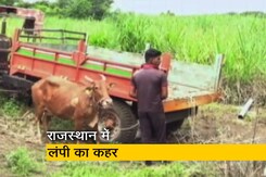 राजस्थान में लंपी बीमारी का कहर, 11 लाख से ज्यादा मवेशी प्रभावित राजस्थान में लंपी बीमारी का कहर, 11 लाख से ज्यादा मवेशी प्रभावित