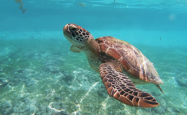 More Than 1.1 Million Sea Turtles Poached During Last 30 Years: Study