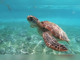 यूपी, बिहार, बंगाल से बांग्लादेश और चीन तक फैला कछुआ तस्करी का नेटवर्क, पुलिस ने किया पर्दाफाश