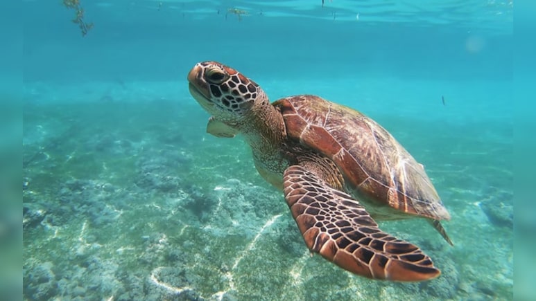 यूपी, बिहार, बंगाल से बांग्लादेश और चीन तक फैला कछुआ तस्करी का नेटवर्क, पुलिस ने किया पर्दाफाश