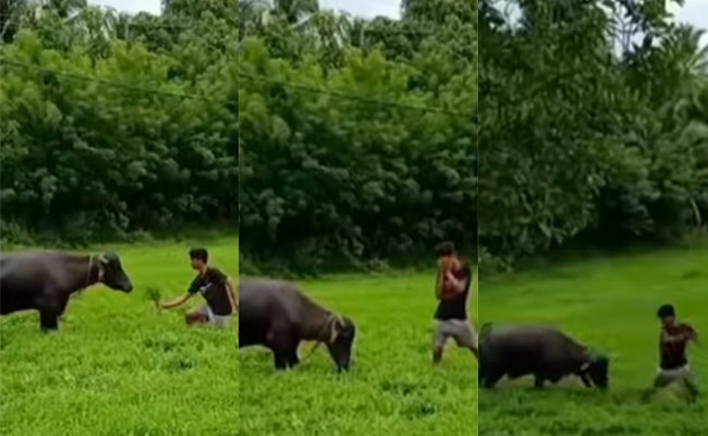 VIDEO: भैंस ने रिजेक्ट किया लड़के का प्रपोजल! फिर ऐसे सीखाया सबक