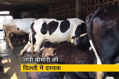 लंपी बीमारी ने दिल्ली में भी दस्तक, देश में अब तक 68 हजार से ज्यादा मवेशियों की मौत लंपी बीमारी ने दिल्ली में भी दस्तक, देश में अब तक 68 हजार से ज्यादा मवेशियों की मौत