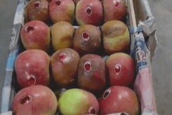 Relief For Apple Growers In Kashmir Relief For Apple Growers In Kashmir