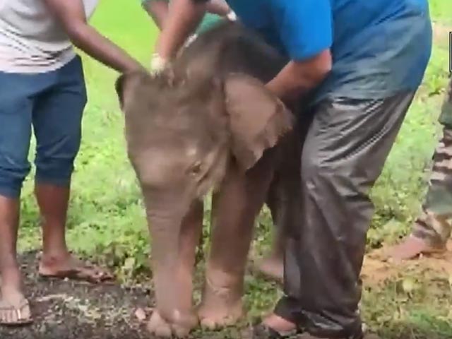 छत्तीसगढ़ में हाथी के एक महीने के बच्चे का किया गया रेस्क्यू