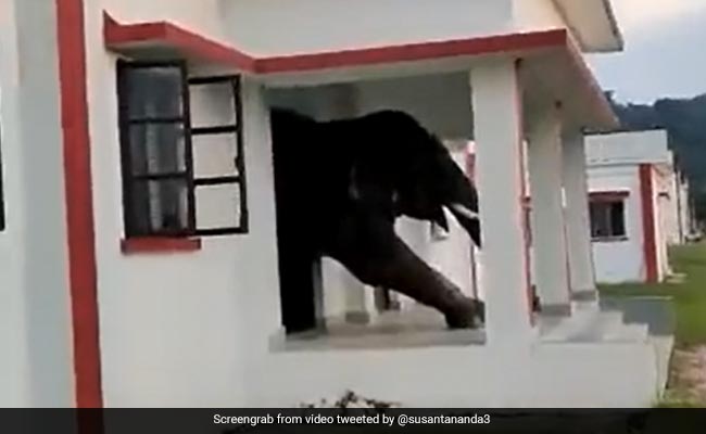 Watch: Elephant Wriggles Out Of A House After Eating Tasty Snacks