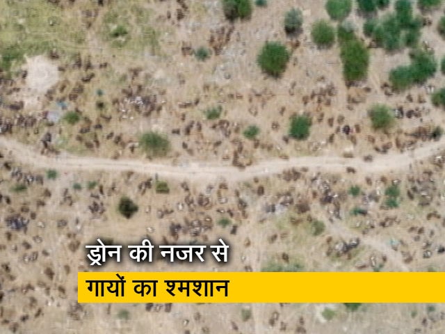 रेगिस्तान बना गायों का श्मशान, लंपी नामक बीमारी से 40 हजार मवेशी की मौत