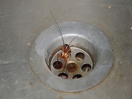 किचन सिंक से अलग-अलग तरह के निकलने लगे हैं कीड़े तो आज ही अपना लें ये 4 उपाय, Insects नहीं आएंगे नजर  किचन सिंक से अलग-अलग तरह के निकलने लगे हैं कीड़े तो आज ही अपना लें ये 4 उपाय, Insects नहीं आएंगे नजर