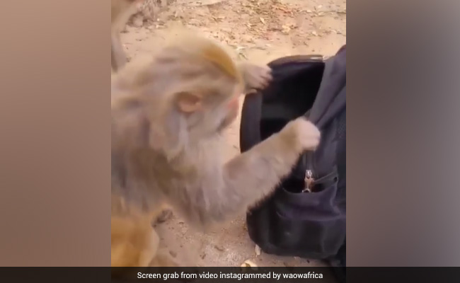Viral Video: Monkey Stealing By Opening Zip Of A Bag Leaves Internet In Splits