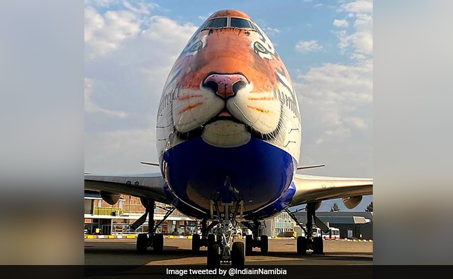 A Tiger-Faced Plane To Fly In Cheetahs From Namibia