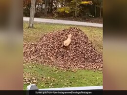 Viral Video Of Dog Jumping In Heap Of Dry Leaves Amazes Internet Viral Video Of Dog Jumping In Heap Of Dry Leaves Amazes Internet