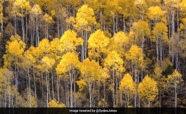 World's Largest Organism, Believed To Be Thousands Of Years Old, Is Dying: Study